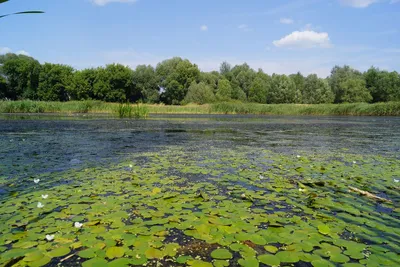 Водяные растения на фотографиях Водокраса