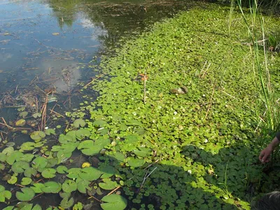 Водокрас: фото растений качественно и бесплатно