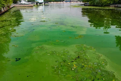 Жидкие водоросли «Ламинария и Фукус» SPAQUATORIA (450 мл)