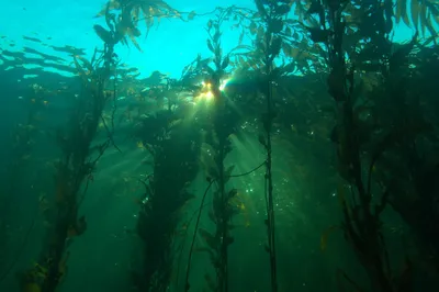 зеленые водоросли на скалах на берегу Средиземного моря Стоковое Фото -  изображение насчитывающей утесы, море: 242511320