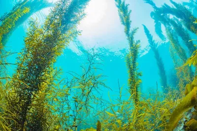 Жареные морские водоросли купить в Новосибирске