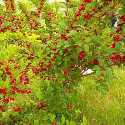 Вишня войлочная - Вишня - GardenPlants