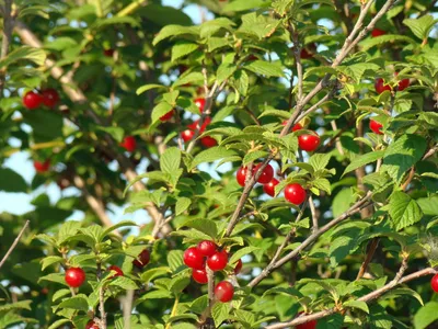 Войлочная вишня «ДЕТСКАЯ» - Зеленый Сад