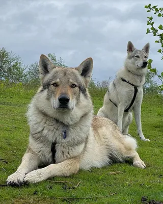 Чехословацкая волчья собака | Породы больших собак, Собаки, Собаки ищейки