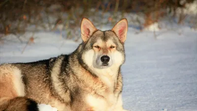 Волчья собака Сарлоса: Немецкая овчарка + волк. Результат такого  скрещивания оказался совсем неожиданный! | Пикабу