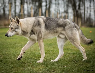 Волчья собака Сарлоса - описание породы, фото и как выглядит | Щенки  волчьей собаки Сарлоса | Pet-Yes