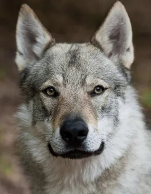 Архив Чехословацкий влчак (волчак) щенок ✔️ 13 000 грн. ᐉ Другая порода в  Днепре на BON.ua 87337294