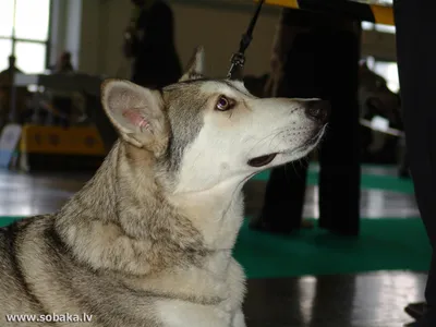 Саарлооская волчья собака ♢ Фото 6443 на SOBAKA.LV