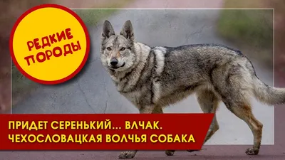 Придёт серенький... влчак. Чехословацкая волчья собака (Редкие породы) -  YouTube