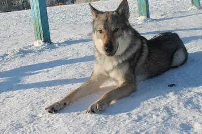 Дрессировка Чехословацкая Волчья Собака. Czechoslovakian Wolf Dog |  Дрессировка собак в Минске. Дрессировка собак, социализация, коррекция  поведения, воспитание щенков.