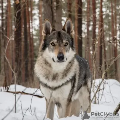 Чехословацкий влчак: все о собаке, фото, описание породы, характер, цена