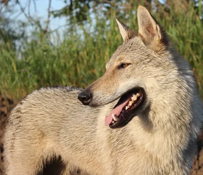 Чехословацкий влчак - уникальная порода собак.