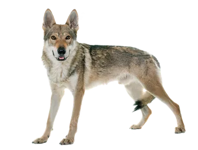 Продаются... - Любители собак породы Чехословацкий влчак | Facebook