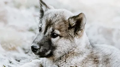 Сложно не перепутать: 5 пород собак, внешне похожих на волков