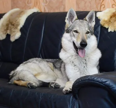 Чехословацкая волчья собака (56 фото)