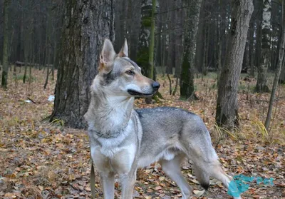 Продирались через лес и болото: девять собак, которые ищут потерявшихся  калининградцев - Новости Калининграда