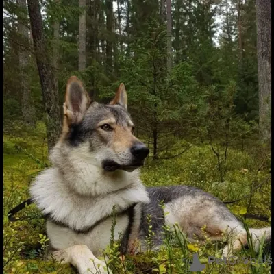 Дрессировка Чехословацкая Волчья Собака. Czechoslovakian Wolf Dog |  Дрессировка собак в Минске. Дрессировка собак, социализация, коррекция  поведения, воспитание щенков.