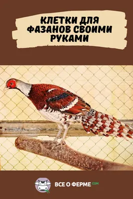 Узнаем как изготовить вольер для фазанов своими руками: инструкция, размеры  и фото