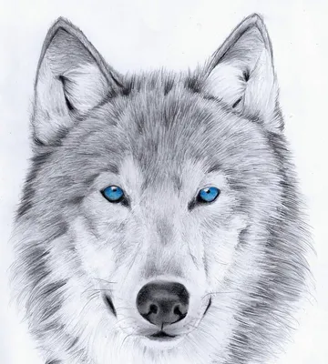 Серый волк рисунок - 35 фото