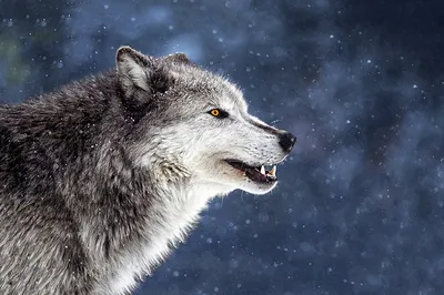 Как зимует волк: несколько особенностей из жизни лесного хищника | Пикабу