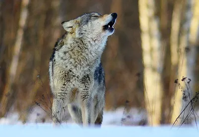 Волк одинец | Торопецкая биостанция «Чистый лес»
