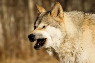 Бегун наткнулся на волка в степи во время марафона: Звери: Из жизни:  Lenta.ru