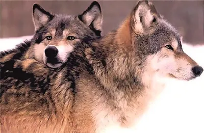 На что способен серый волк | Заметки о животных | Дзен