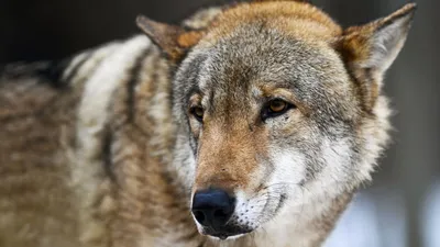 Серые» деньги. Почему за добытого волка готовы платить охотникам? |  ОБЩЕСТВО | АиФ Пермь