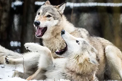 Почему волки все чаще выходят к жилью и нападают на людей - Российская  газета