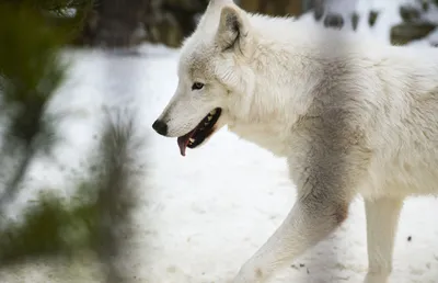 Охота на Волка в Белоруссии, цены на сайте