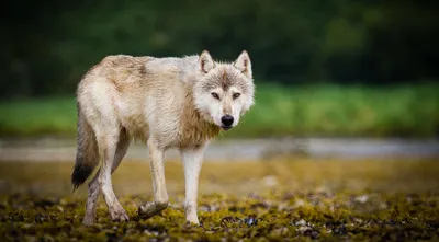 Волк | Собакопедия вики | Fandom