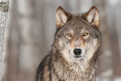 изображение волка с ярко красными глазами, цветные картинки волков, волк,  животное фон картинки и Фото для бесплатной загрузки