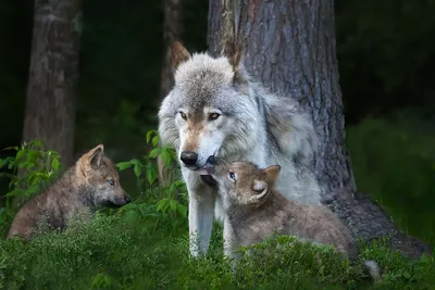 Полярный волк (Canis lupus tundrarum) — Зоопарк «Лимпопо» г. Нижний  Новгород – Нижегородский зоопарк
