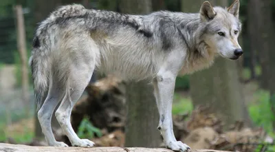 Канадский волк — Зоопарк Садгород