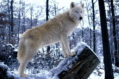 В Китае впервые в мире клонировали арктического волка | РБК Life