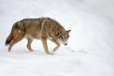 Серый волк (волчанка волка) прямо дальше Стоковое Изображение - изображение  насчитывающей вертикально, собач: 33443245