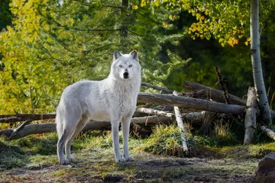 Чёрный волк и белый волк, в …» — создано в Шедевруме