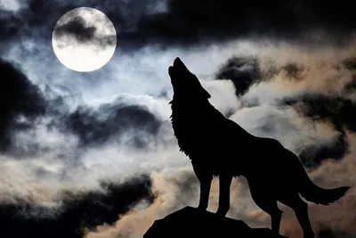 Амулет с клыком волка — значение других славянских \"волчьих\" оберегов -  чергог волка, лапа, коготь - для мужчин и женщин