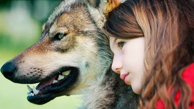 Сколько волка не корми...💫 Когда пересекаются параллельные миры (169) |  Зинаида Павлюченко | Дзен
