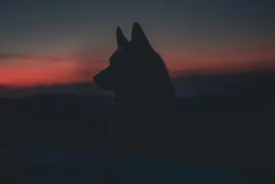 Антропоморфный, ночной облачный волк …» — создано в Шедевруме