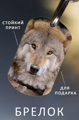 Яндекс Картинки: поиск сайтов с изображением