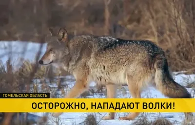 Хвост пистолетом» и жесткая субординация: по каким законам живет волчья  стая | Вокруг Света