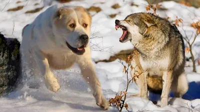 Огромный волк защищает и оберегает …» — создано в Шедевруме