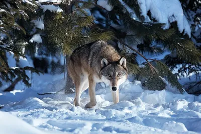 Волк зимой фото фотографии