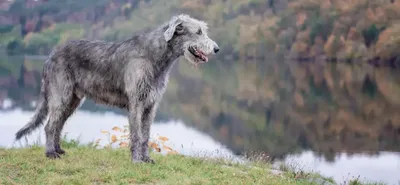 Ирландский волкодав - питомник собак породы ирландский волкодав \"Grechanik  Guards\"