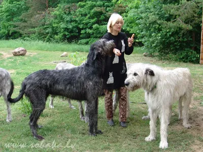 Ирландский волкодав: Истребитель волков и одна из крупнейших пород собак.  Безопасен для человека, но смертелен для животных | Пикабу