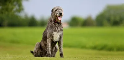 Ирландский волкодав: все о собаке, фото, описание породы, характер, цена