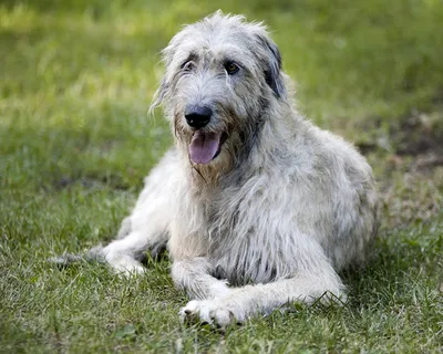 Ирландский волкодав (Irish Wolfhound) - это большая, бесстрашная и сильная  порода собак. Отзывы, описание и фото породы.