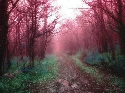 Волшебный лес в красном цвете и бирюзе Стоковое Фото - изображение  насчитывающей обесцвещено, лесохозяйство: 51637616