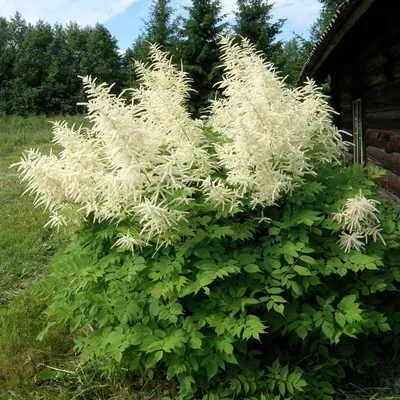 Волжанка китайская (Aruncus sinensis Zweiweltenkind)